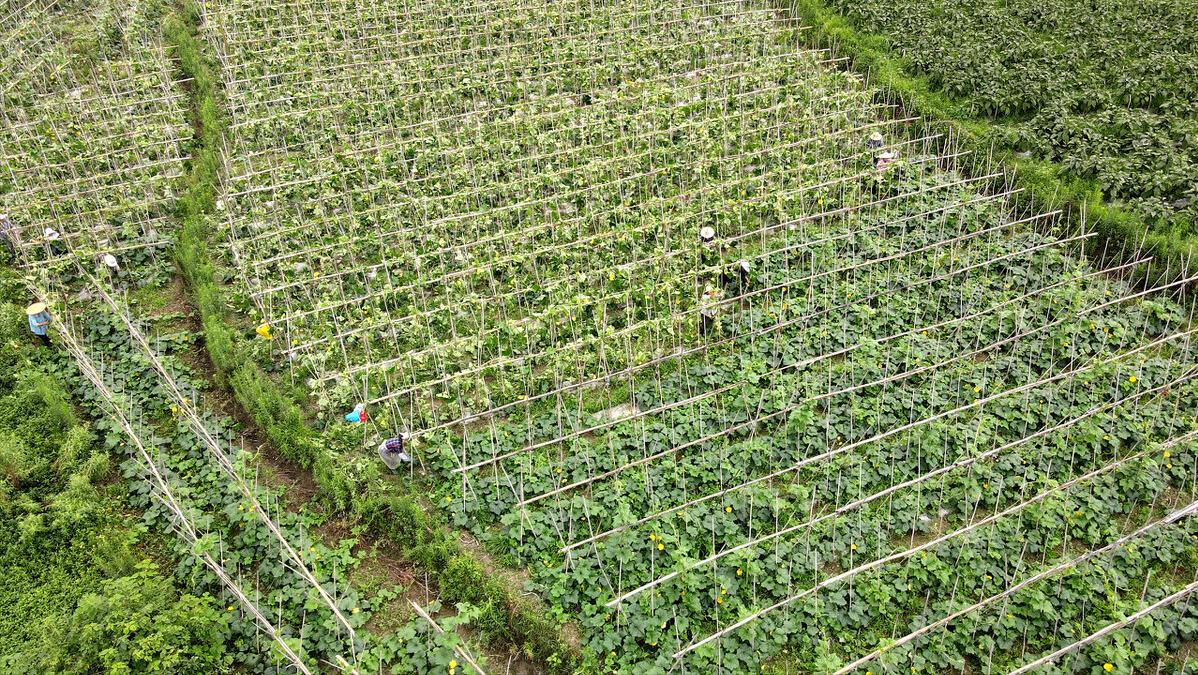 在农村怎样经营好一个家,家庭农场怎么运营需要什么手续