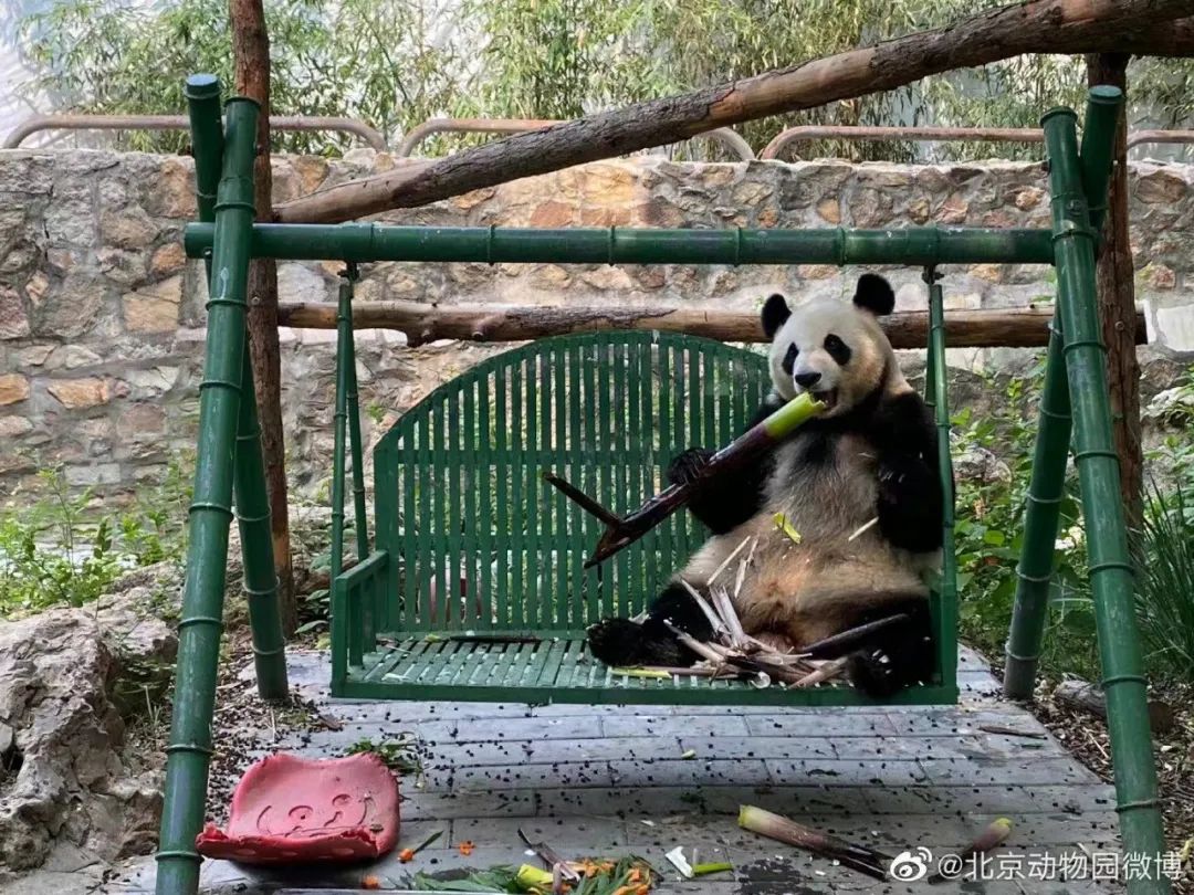 北京动物园有大熊猫丫丫吗,大熊猫丫丫送到动物园的视频
