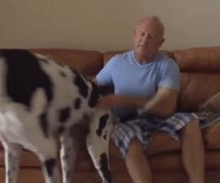 世界最大的狗要多少钱一只,世界上最大的狗狗排行榜第一名