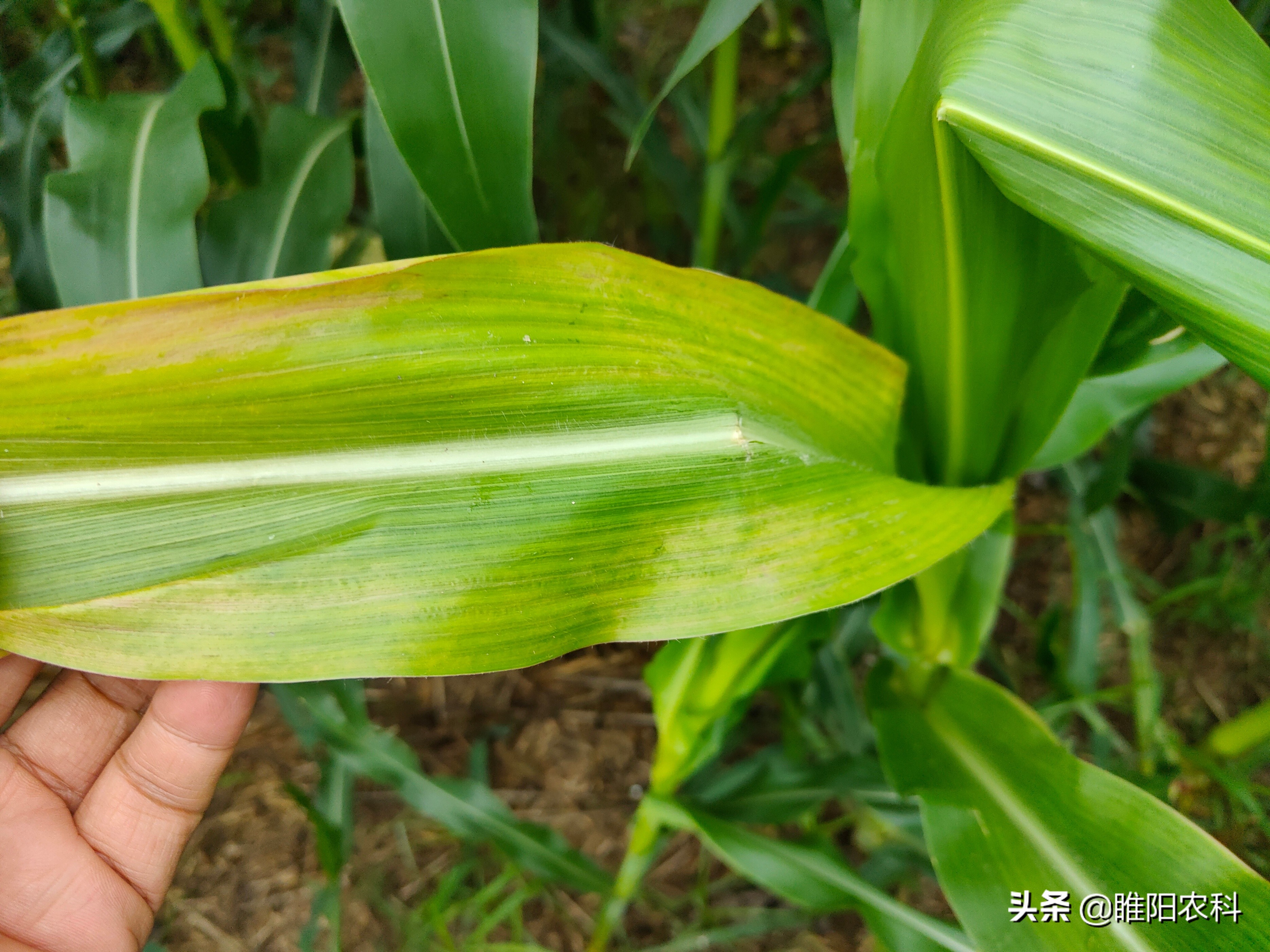 玉米苗烂心是什么原因导致,玉米烂棵是怎么回事