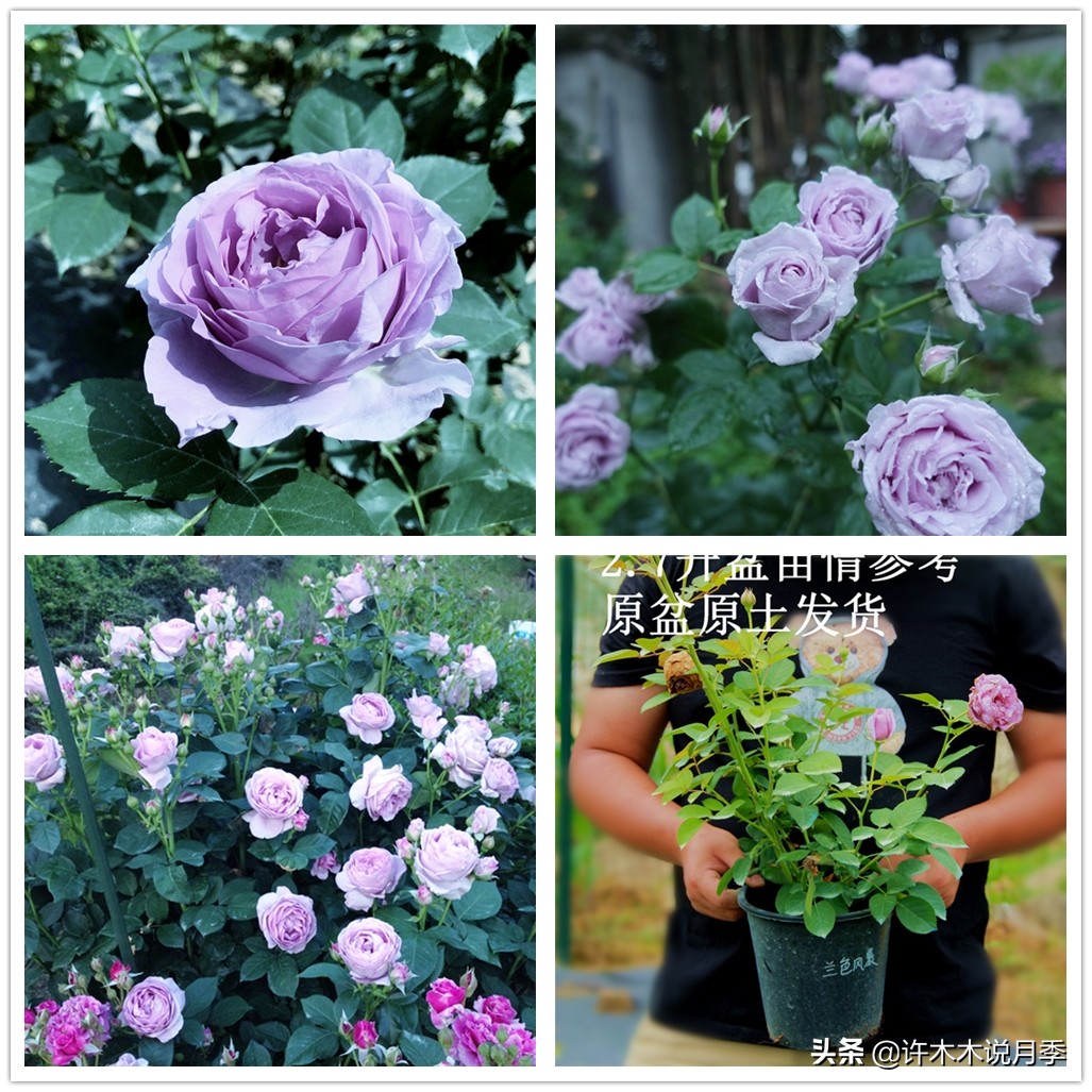 藤本月季嫁接苗和扦插苗哪种好,红龙月季扦插苗好还是嫁接苗好