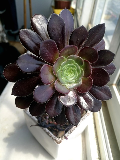 黑法师为什么不黑,黑法师为什么不长了