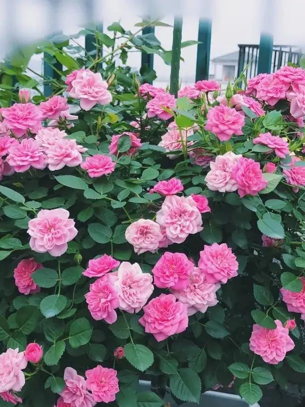 恋人印记,恋人烙印