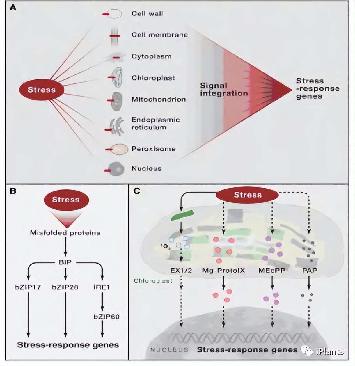 cell解读,cell文章解析