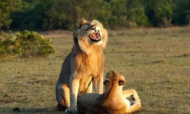 动物交,配时间表,最短0.3秒,最长的竟然是……