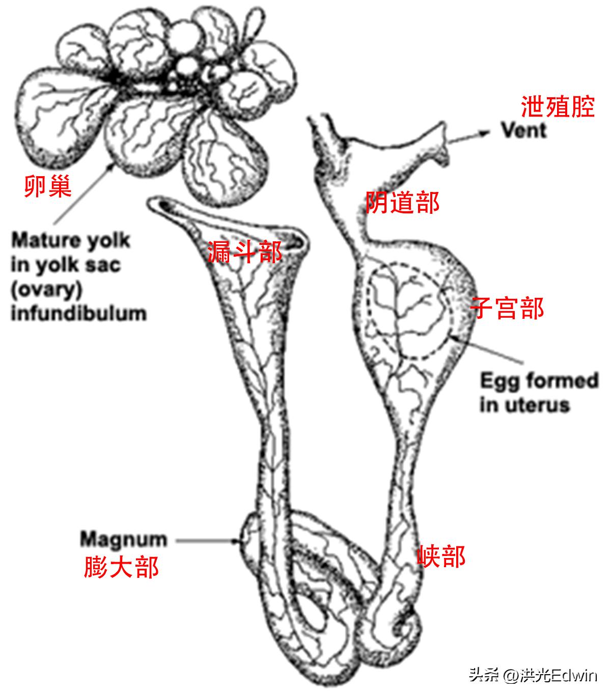 母鸡的蛋天天被拿走它不会生气吗,鸡蛋被拿走母鸡为什么不生气