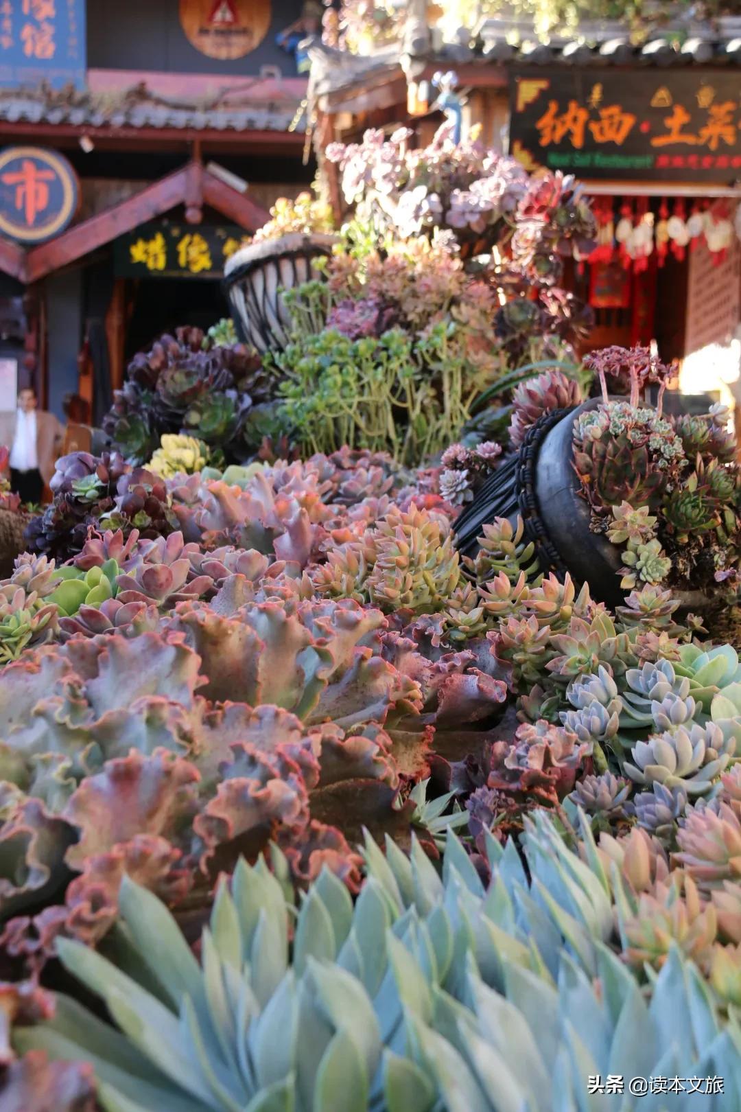 走进多肉世界,丽江古城多肉