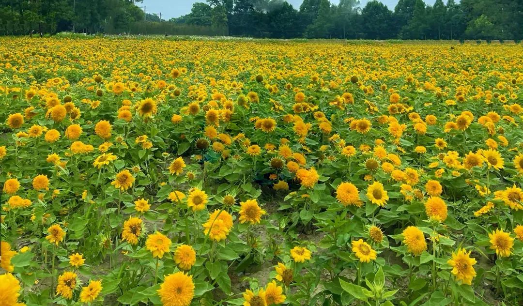 成都向日葵,成都免费看向日葵的地方在哪里呢