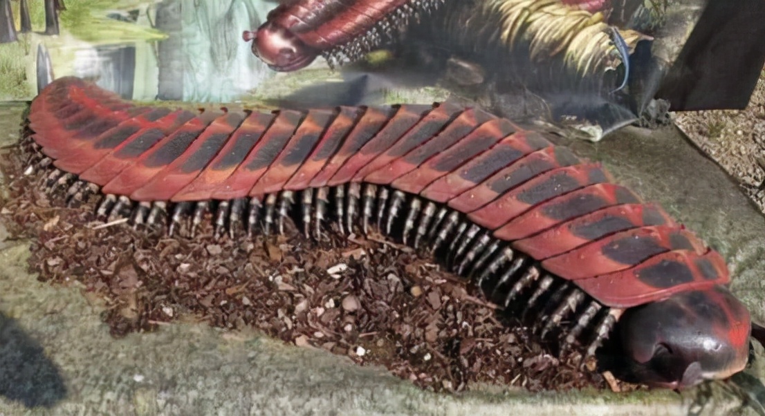 英国发现史前巨虫，看着像蜈蚣，体长2.59米，放到现在有多可怕？