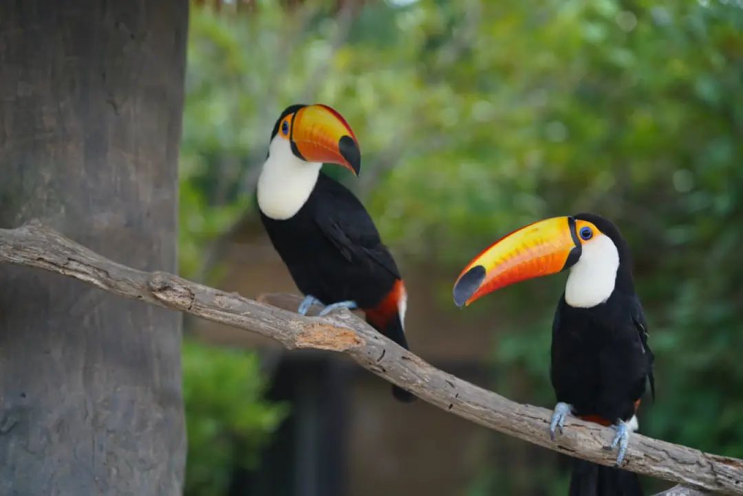 上海野生动物园建议周六周天去吗,上海野生动物园通玩一日游攻略