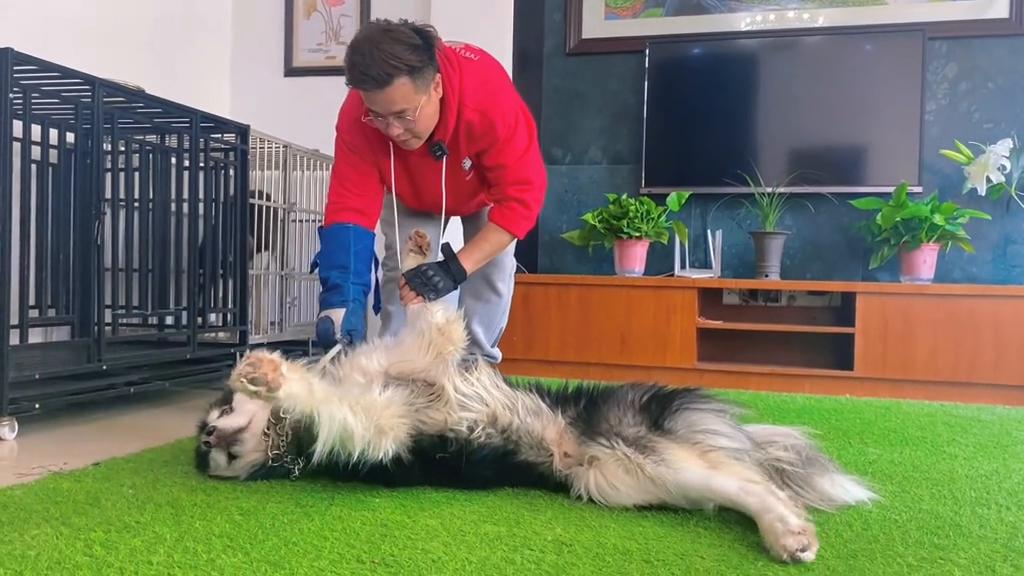 阿拉斯加怎么训练才能让它咬人,如何训练阿拉斯加护食咬人