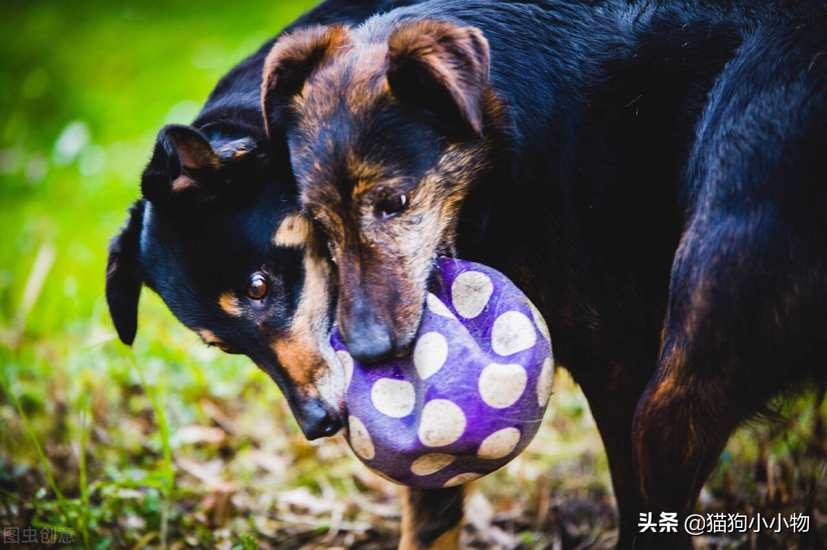 狗狗为什么会与主人变得生疏,狗狗为什么会自相残杀