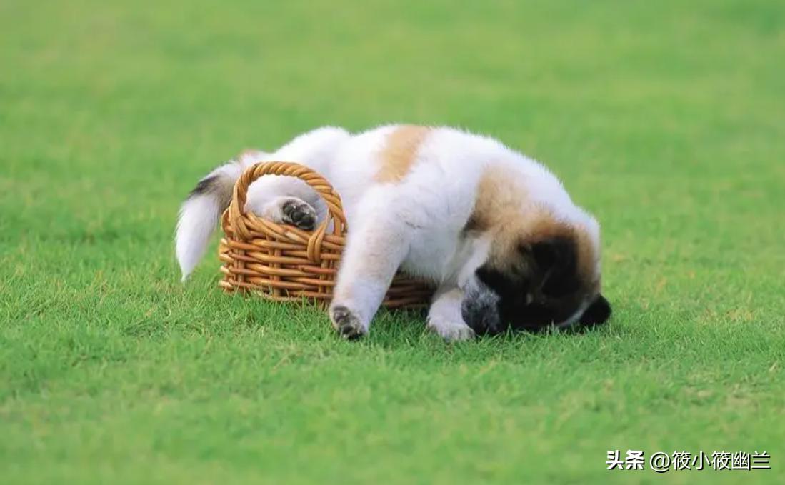 狗狗还小需要户外活动,狗狗还小怎么训练不咬人