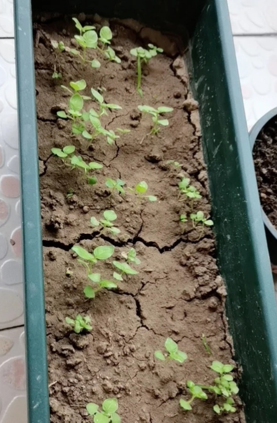 盆土粘稠能少浇水吗,盆土硬如石用什么泡水