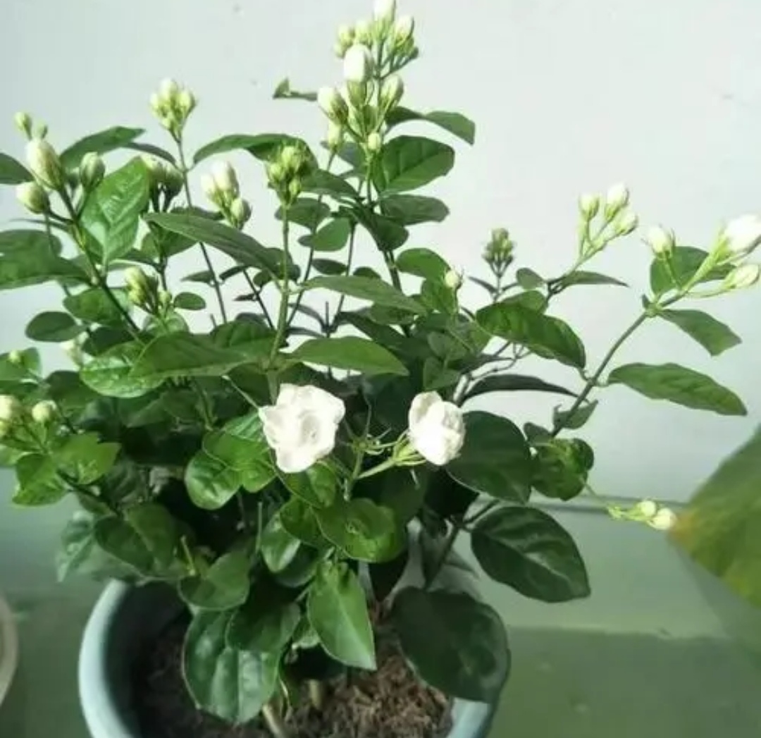 四种花旺财又养人,人养花花养人这15种花越养越干净