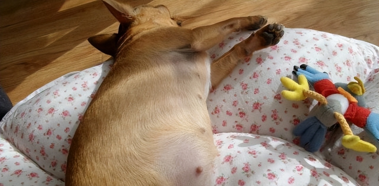 狗狗生宝宝需要注意些什么,狗狗生宝宝要注意些什么