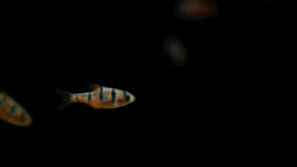 热带观赏鱼图片唯美大全,热带观赏鱼动图