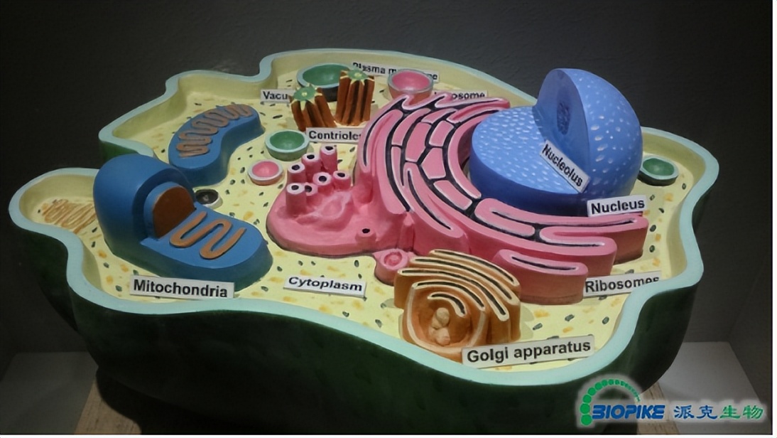 派克生物鱼蛋白,派克生物科技