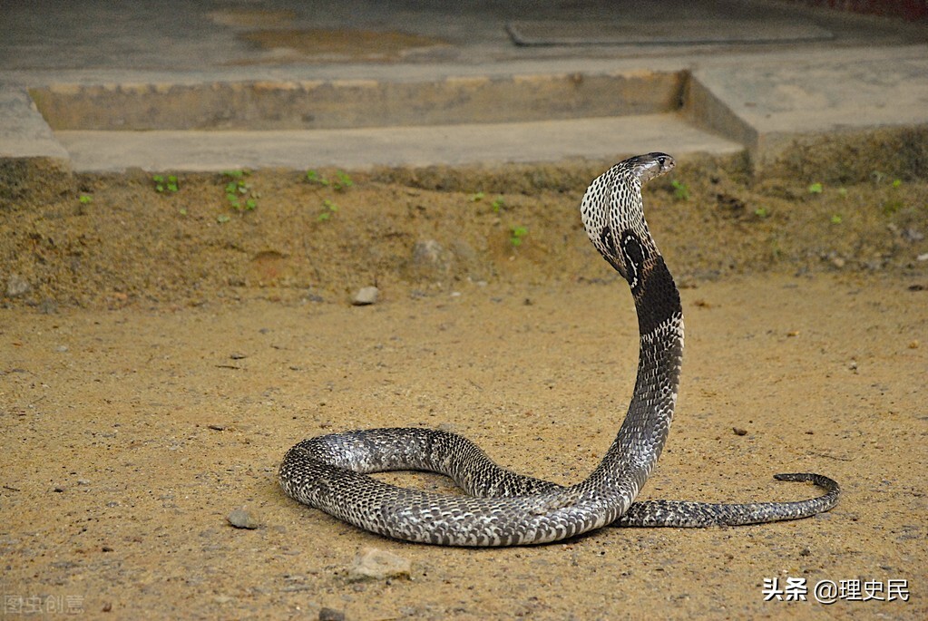 猫耳洞的蛇：睡梦中，光光的身上突然有个凉津津的东西在动