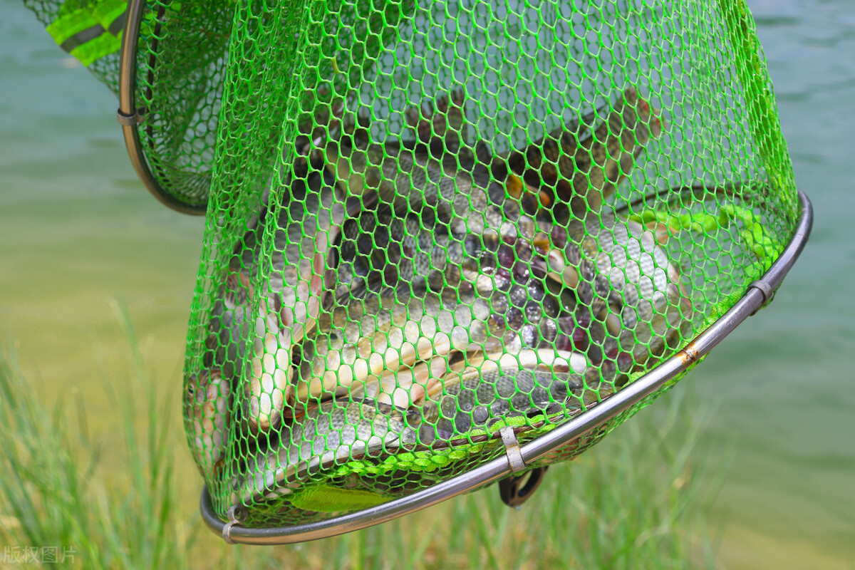 红虫挂钩的正确方法朝天钩挂红虫,钓鱼红虫是直接挂钩好还是皮筋好