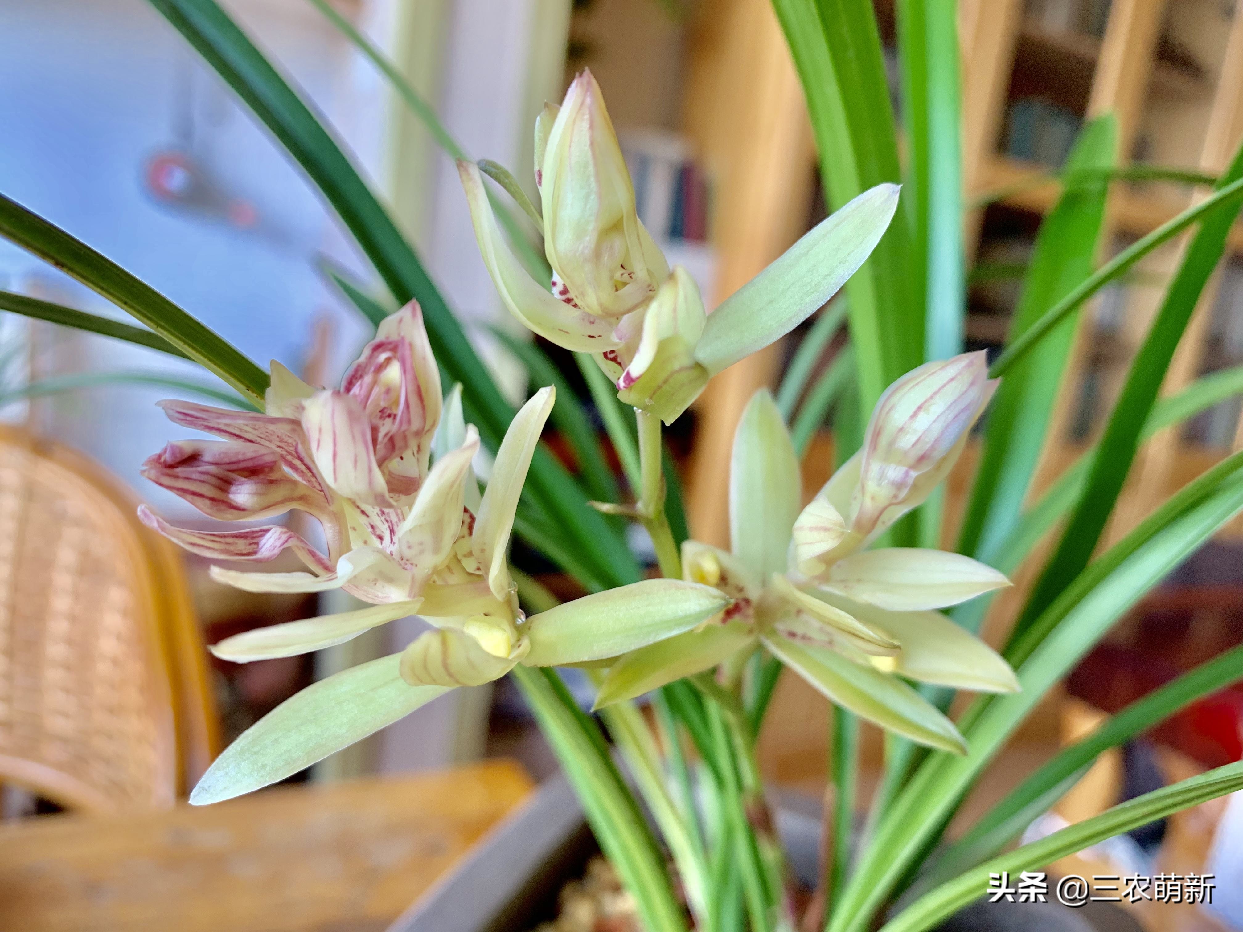 什么样的兰花好养并且花好看且香,兰花哪个品种好活好养又好看