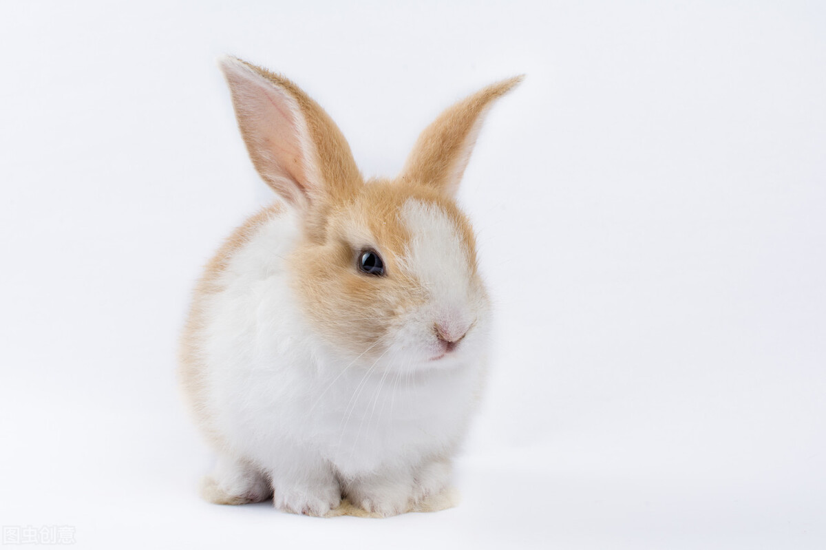 三分钟带你了解兔子解剖,三分钟带你了解bim