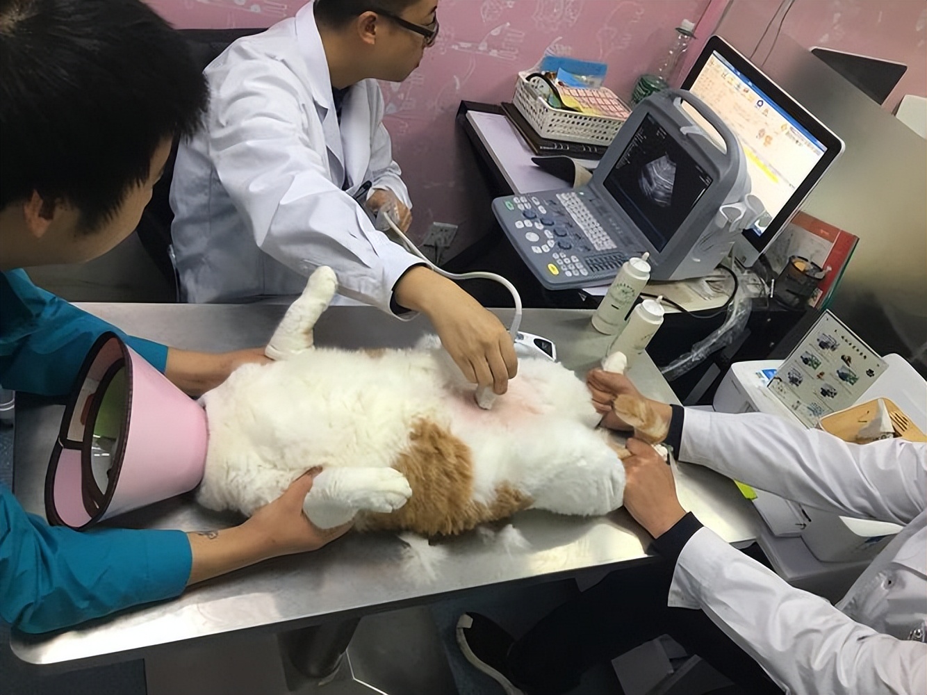 为什么不建议养自来猫,为什么老人家常说养猫别养自来猫