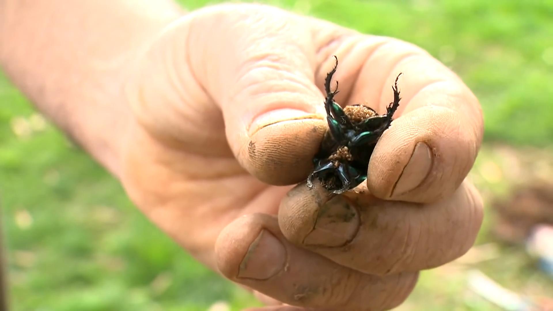 中国屎壳郎为什么备受澳洲欢迎,收购野生屎壳郎违法吗