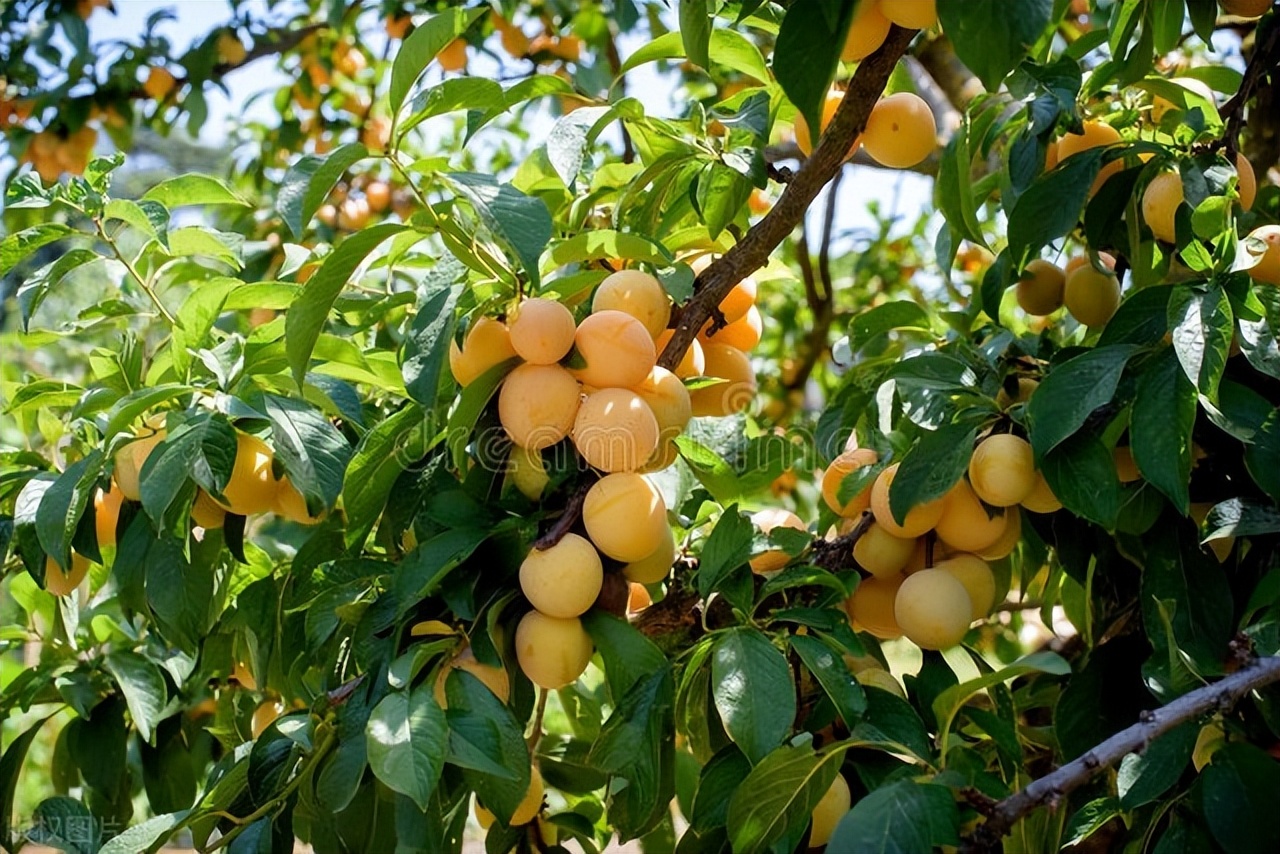 夏天的水果李子,夏天有好吃的李子