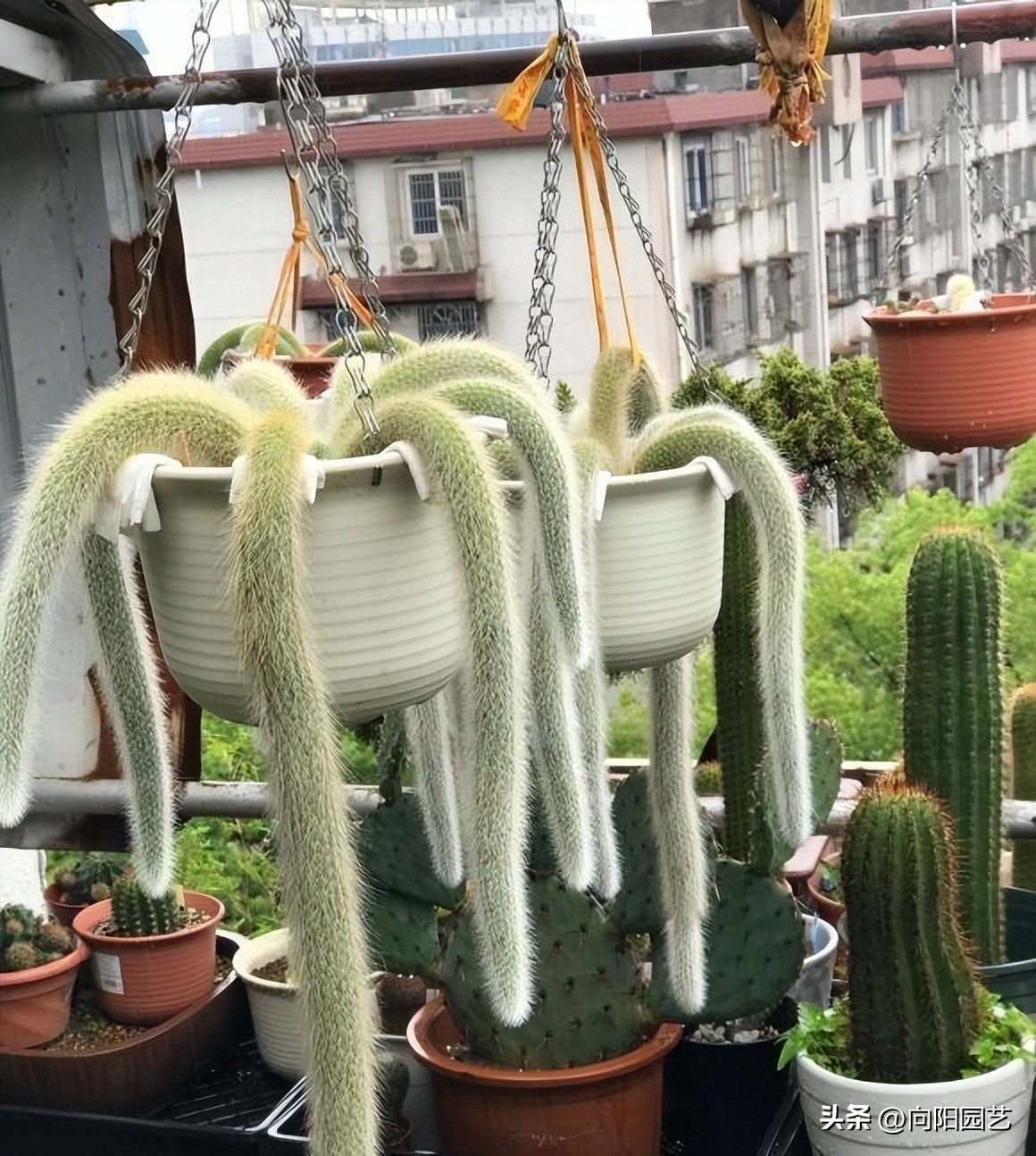 多肉九尾狐有长毛和短毛之分吗,猴尾柱与九尾狐哪个粗一点