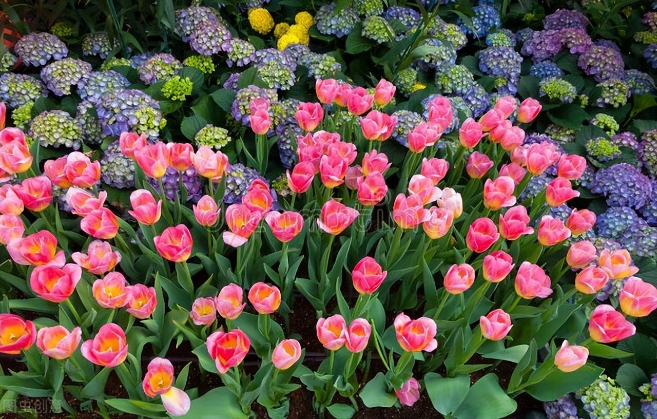 全球第一大农业出口国,全球十大出口国