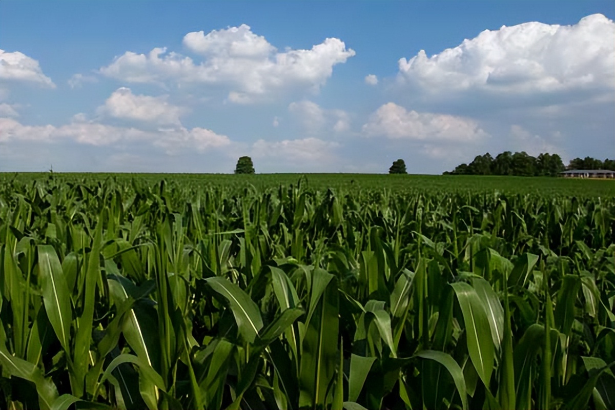 全株青贮和青贮哪个更划算,全株青贮行距
