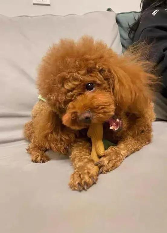 老年犬乳腺肿瘤破洞了,成年老狗乳腺瘤存活时间