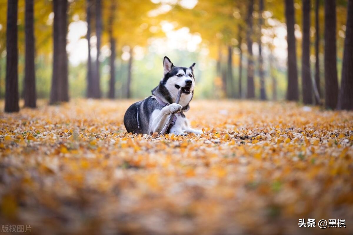 哪些狗狗长得最好看前十名,狗狗聪明品种排行榜前十名
