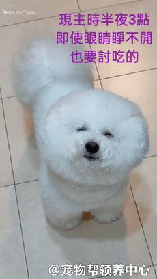 比熊半夜饿醒要不要喂,比熊半夜醒