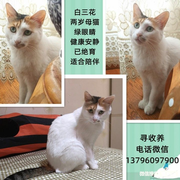 宠物领养、全国宠物*养送**、押金无偿免费领养 20220720