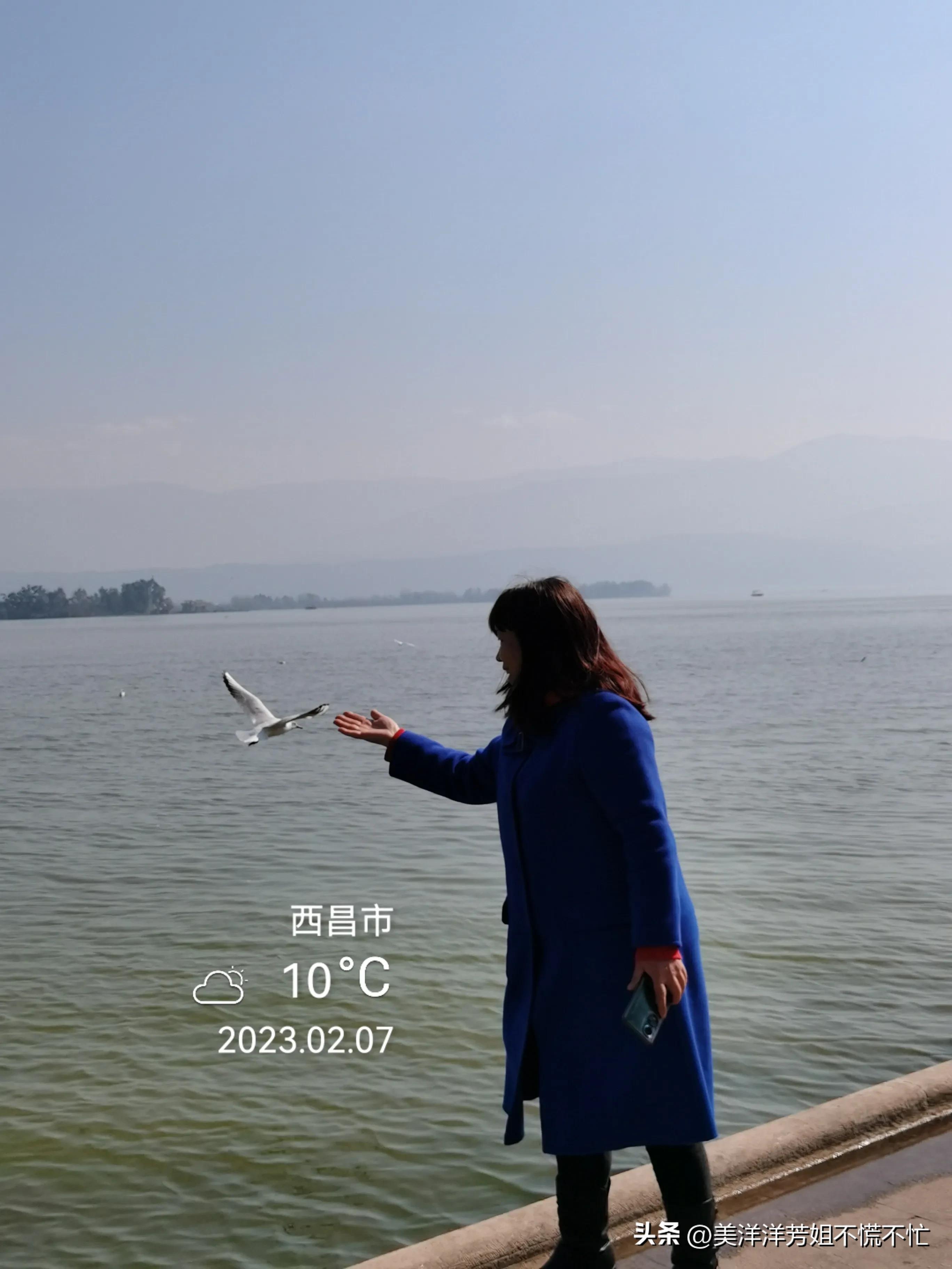 西昌邛海什么时候有海鸥,冬季去西昌邛海喂海鸥