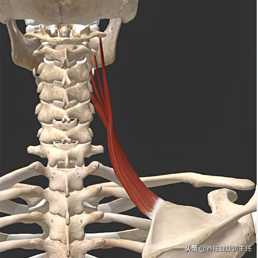 肩胛骨内侧疼痛如何检查,肩胛骨神经痛怎么辨别