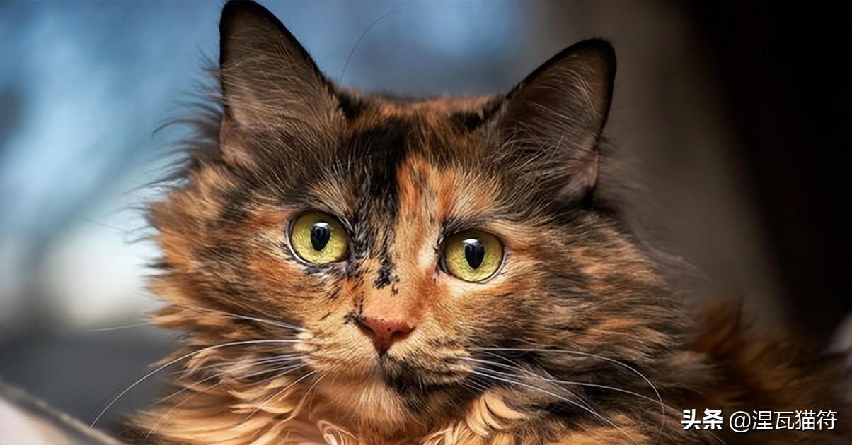 中国猫咪品种玳瑁猫,田园玳瑁猫的嘴