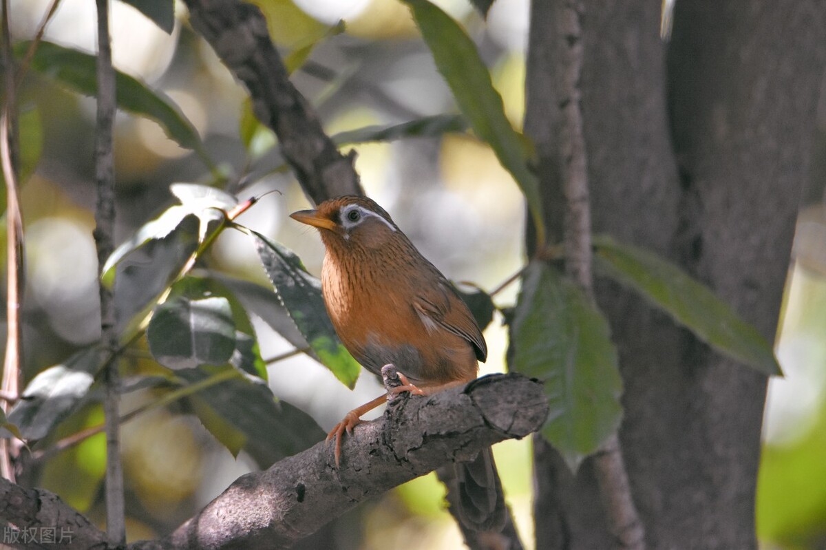 画眉鸟如何来饲养,画眉鸟的饲养有何技巧