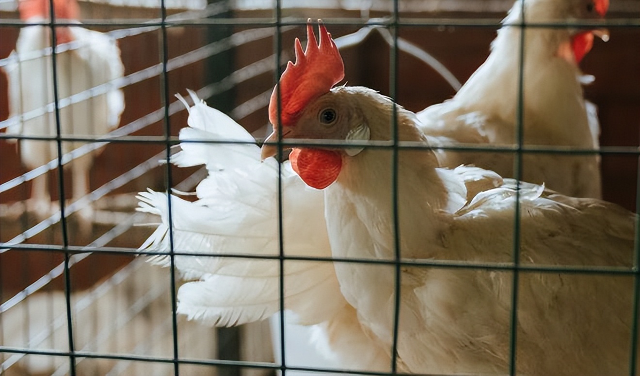 如何解决肉鸡减料,肉鸡突然不吃料的原因