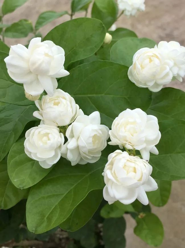 人出生的每个月对应的是什么花,8月份出生的用什么花代表