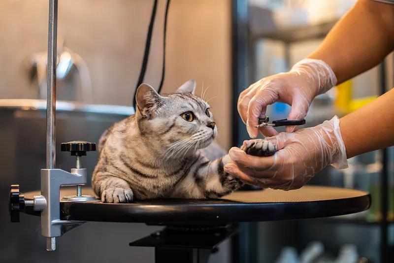 宠物基础服务包括什么服务,宠物服务包括哪些内容呢