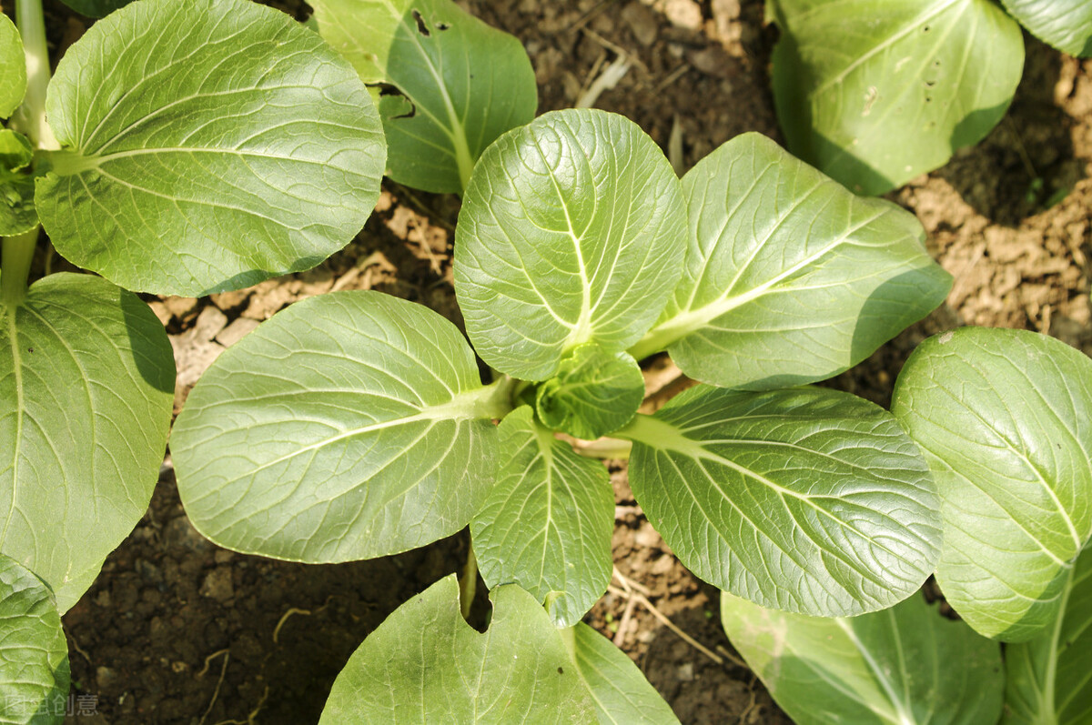 小油菜种植成本利润,种植小油菜前景好吗
