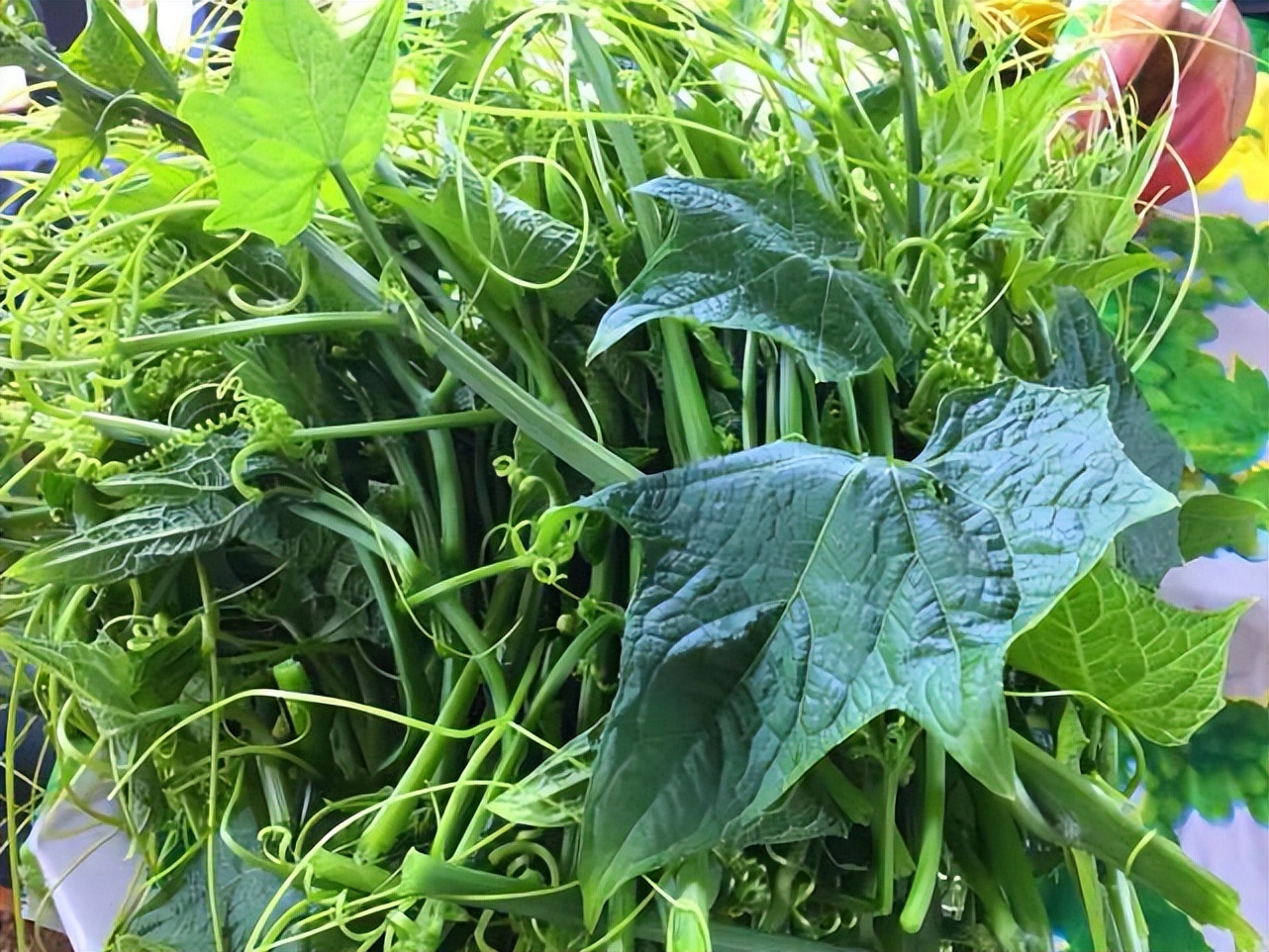 佛手瓜拿来喂猪有什么好处,佛手瓜可以用来喂猪吗