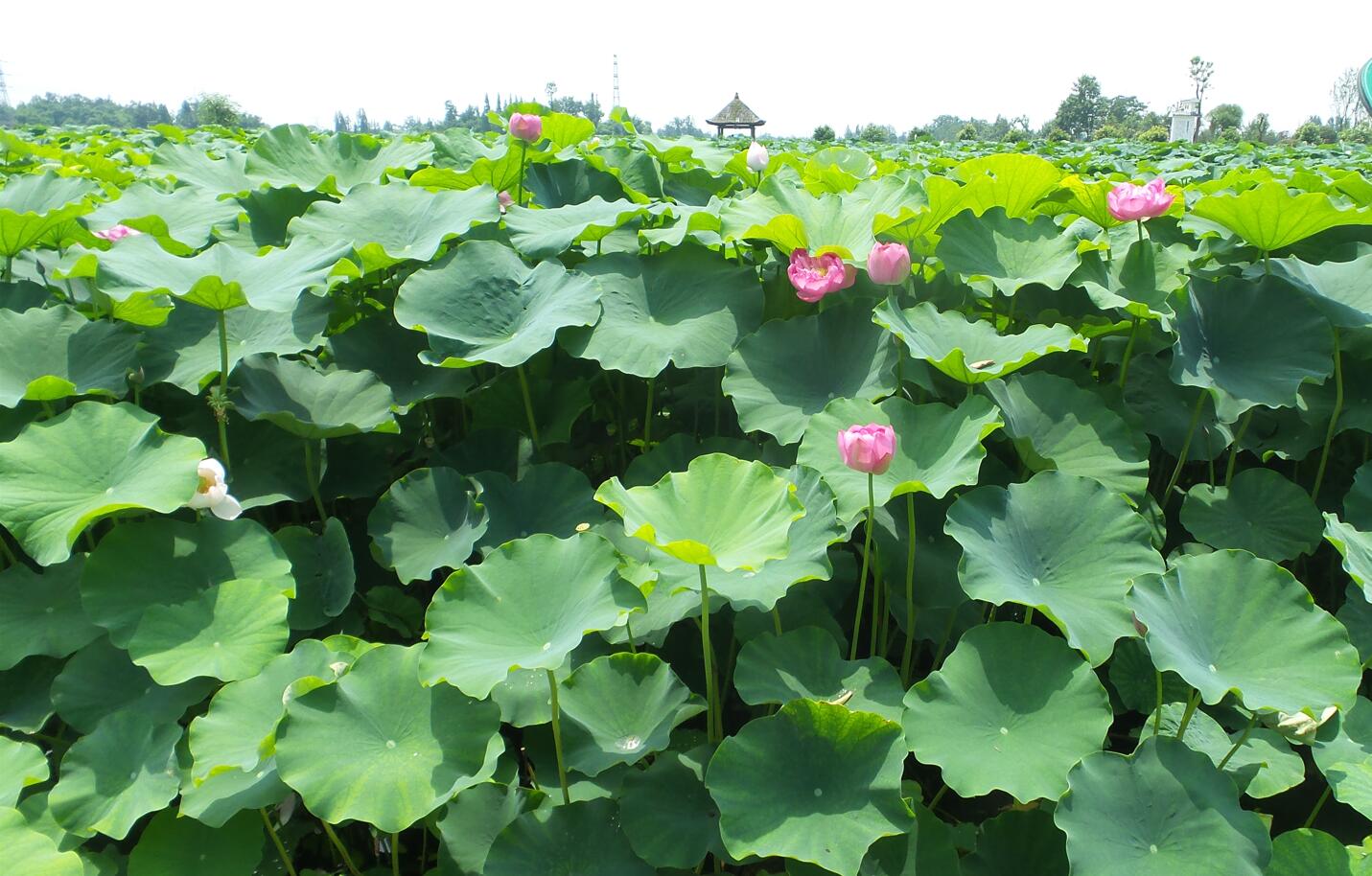 烈日炎炎赏荷花清凉一夏,京郊赏荷领略夏日之美