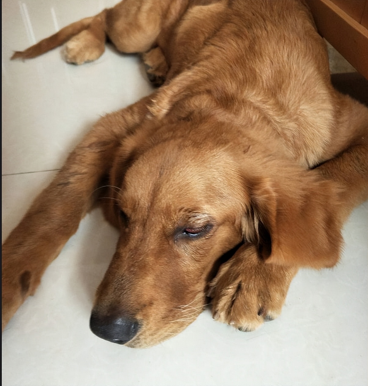 狗狗突然尿血伴有呕吐是什么原因,铲屎官必备最全狗狗呕吐原因分析