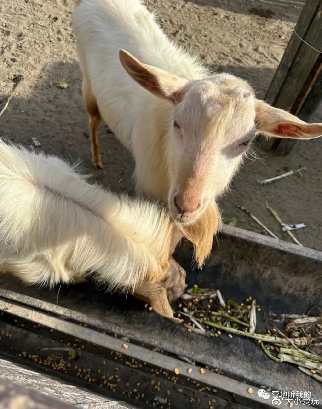 北京适合孩子玩的农场,一年四季都可以去的亲子农场