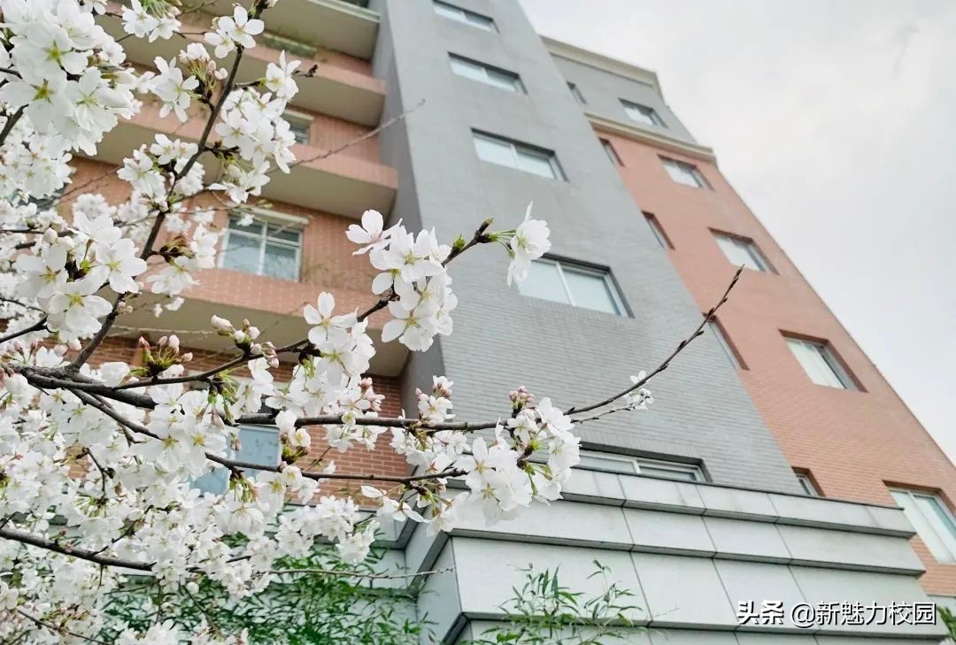 一中实验南京小学,南京一中实验学校小学部好进吗