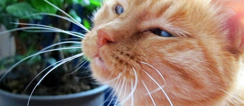 没养过猫的你知道猫咪的小秘密吗 (养猫人必须要知道的猫咪知识)